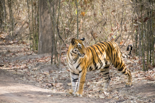 Tiger walking through a dry forest with fallen leaves, orange with black stripes and white underparts facing left