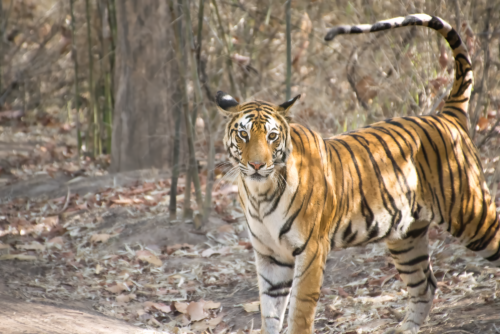 Tiger standing in a dry forest, facing the camera with its orange coat and bold black stripes visible from the front and side.