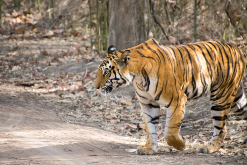 Tiger walking along a dirt path in a forested area with fallen leaves on the ground, side view.