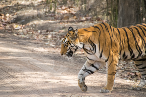 Tiger walking along a dirt path in a forest, orange fur with black stripes visible from the side.