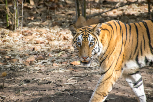 Tiger walking toward the camera through dry leaf litter in a forested area.
