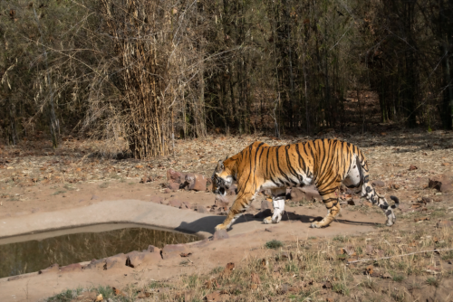 Tiger walking along a dirt path beside a small waterhole in a dry, wooded enclosure. The orange coat with black stripes is visible as it passes by rocks and sparse vegetation.