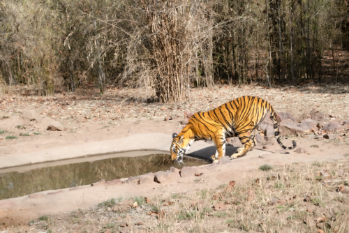Tiger drinking from a concrete trough in a dry, rocky habitat with sparse bushes and brown leaves on the ground.