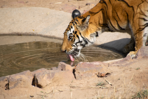 Tiger drinking from a shallow pool in a rocky enclosure, with water ripples around the tiger's tongue.