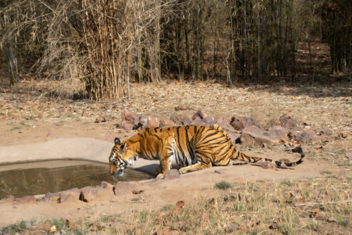 Tiger drinking from a small pool in a dry, rocky area with tall reeds in the background
