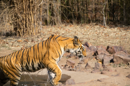 Tiger with orange coat and black stripes walking along a rocky, dry riverside near a shallow pool of water, grasses in the background