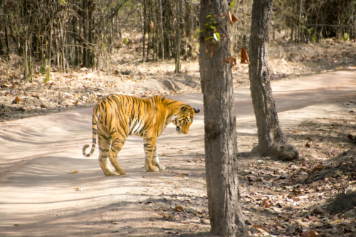 Tiger walking along a dirt path in a dry forest, sunlight filtering through trees.
