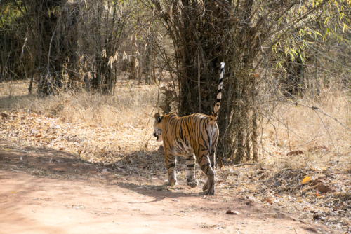 Tiger walking away on a dusty path beside dry brush and tall grasses in a savanna-like area, with its striped tail raised.