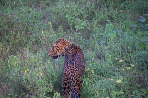 Leopard walking through tall green grass, seen from behind with spotted fur visible on its back.