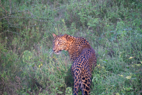 Leopard standing in dense green brush, looking to the left, with spotted coat visible.