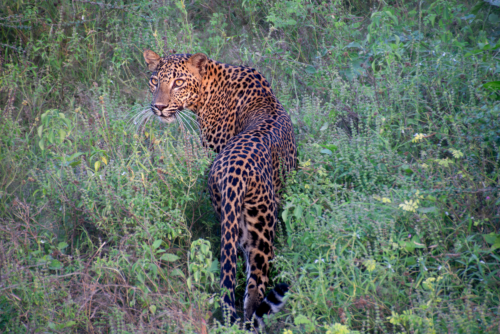 Leopard in dense green shrubs, facing left with a spotted orange-brown coat visible.