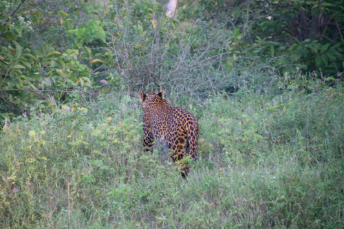 Leopard walking away through tall green grass in a dense field, showing its spotted coat from behind