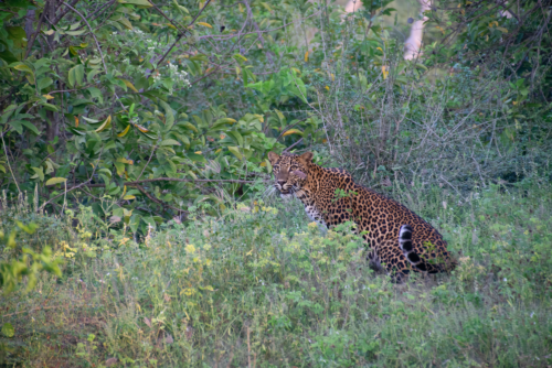 Leopard walking through dense green brush in a grassy area by bushes and wildflowers.