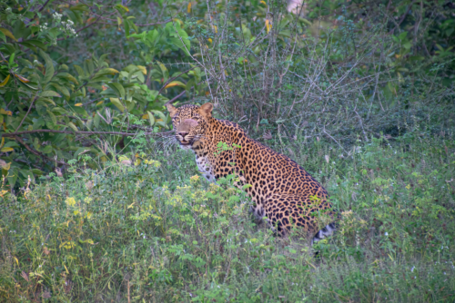Leopard with a spotted coat hiding among dense green shrubs and grasses.