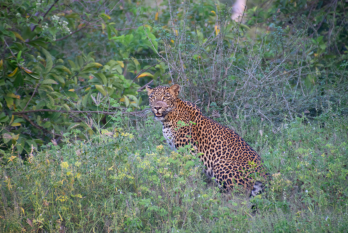 Leopard in dense green vegetation, partially hidden by tall shrubs and grasses