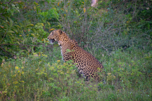 Leopard standing in tall green vegetation with a spotted coat in a dense bushy habitat.