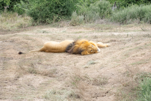 Adult male lion lying on a dry, sunlit clearing with a mane partially shaded by grass and shrubs in the background