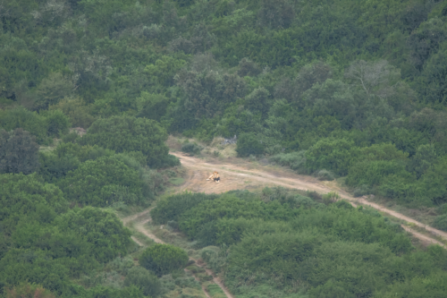 Male lion resting on a dirt trail through dense green forest outskirts.