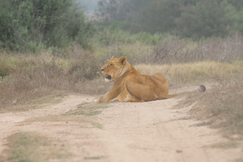 Lioness resting on a dusty dirt path with tall grasses and bushes in the background.
