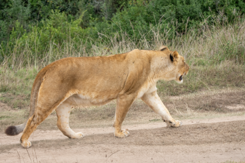 Side view of a lioness walking along a dirt path with tall grasses and green bushes in the background.