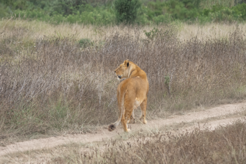 Female lioness standing in tall dry grass beside a dirt path, looking to the left in a savannah landscape.