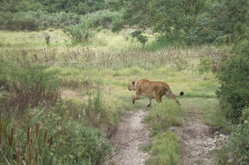 A lioness walks along a dirt path through tall grasses in a savanna setting.
