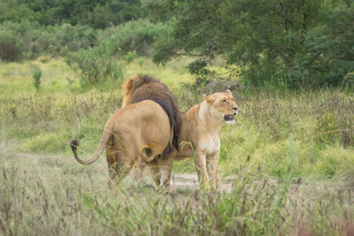 Male lion with a dark mane standing beside a lioness in tall grasses of a savanna.