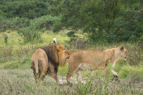 Group of lions walking through tall grass with green bushes in the background before a tree line.