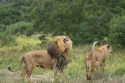 Male lion with mane roaring beside a lioness in a grassy savanna.