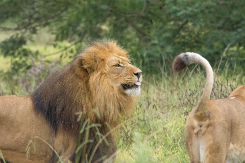 Male lion with a full mane standing in tall grass, looking to the left, with a partial lioness visible on the right.