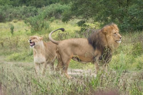 Male and female lions standing in tall grass on a savanna, with a tree line in the background.