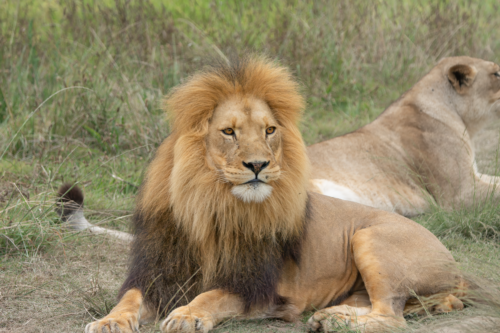Male lion with a golden mane lying in grassy savanna, with a second lion resting nearby on the right.