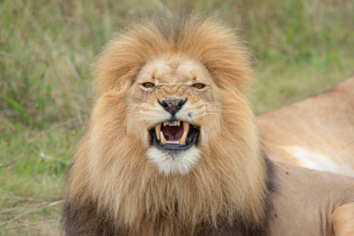 A male lion with a thick mane, its mouth open to reveal its teeth, facing the camera in a grassy savanna.