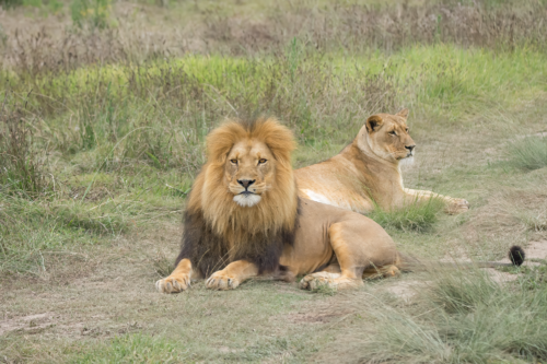 A male lion with a full mane and a lioness resting on dry grass in a savanna setting, facing forward.