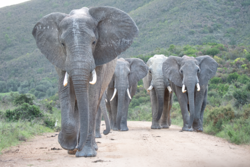 A herd of elephants walking toward the camera on a dirt road, with hills in the background.