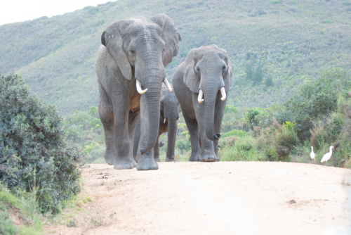A herd of elephants walking along a dirt road with scrubby vegetation and distant hills in the background.