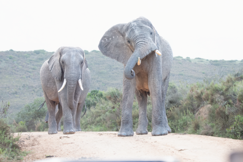Two elephants stand on a dusty trail in the savanna, facing the camera with hills and scrub in the background.