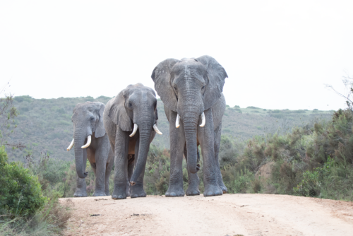 A herd of elephants walking toward the camera on a dusty path in the savanna.