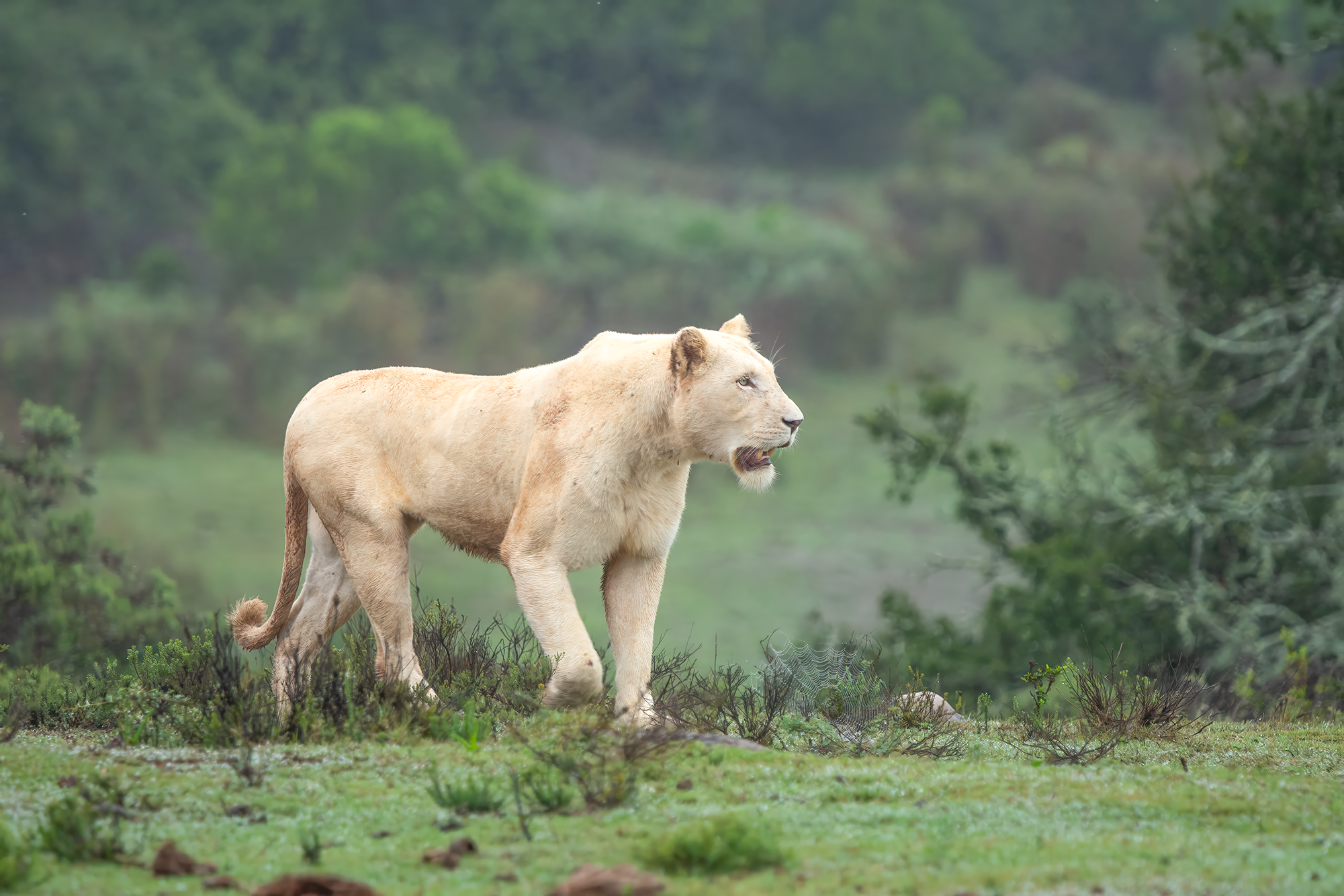 Lioness walking through a grassy savanna, side profile against green shrubs and blurred background, natural habitat.